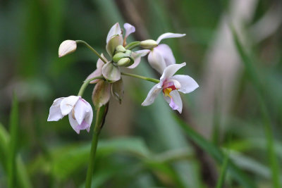 Pleated Leaf Spathoglottis (Spathoglottis plicata var. alba)