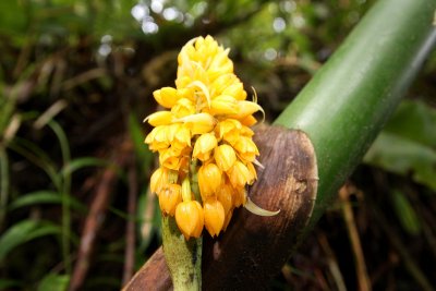 Calanthe ventilabrum