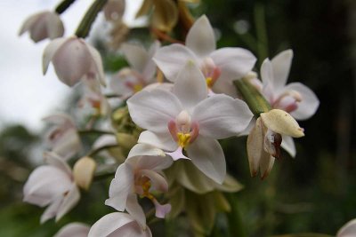 Pleated Leaf Spathoglottis (Spathoglottis plicata var. alba)