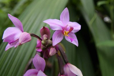 Pleated Leaf Spathoglottis (Spathoglottis plicata)