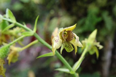 Dendrobium musciferum