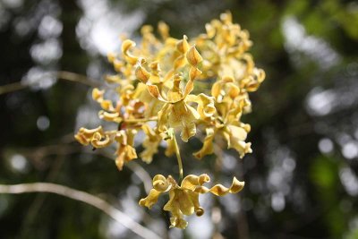 Cone-Flower Dendrobium (Dendrobium conanthum)