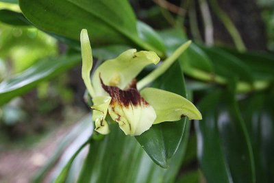 Coelogyne asperata?