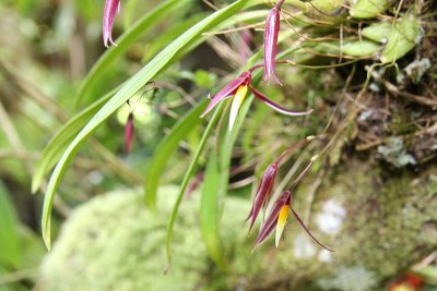 Cheir's Bulbophyllum (Bulbophyllum cheiri)?