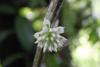 White Bottle-Brush Orchid - Small-Headed Flower Dendrobium (Dendrobium capituliflorum)