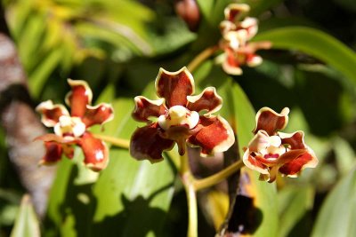 Hinds's Vanda - Native Strap Orchid (Vanda hindsii)