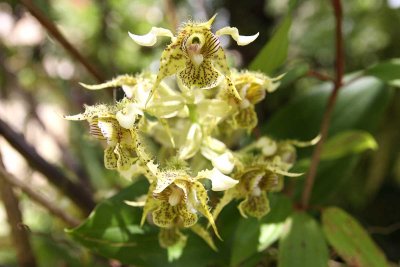 Dendrobium musciferum