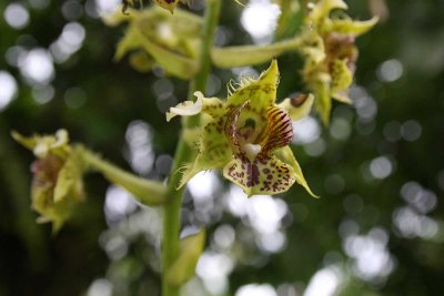 Dendrobium musciferum