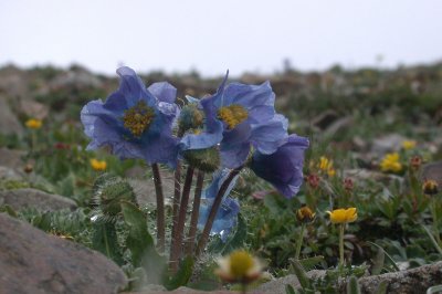 Prickly Blue Poppy (Meconopsis horridula)