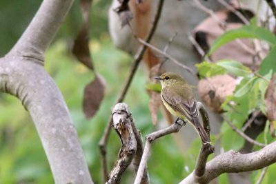 Lemon-bellied Flyrobin (Microeca flavigaster)