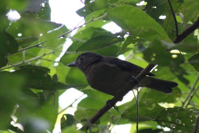 Variable Shrikethrush (Colluricincla fortis despecta)