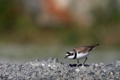 Little Ringed Plover (Charadrius dubius)