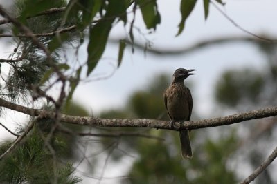 Brown Oriole (Oriolus szalayi)