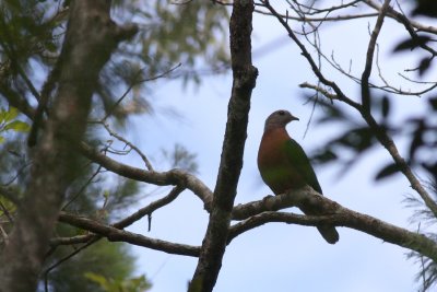 Purple-tailed Imperial Pigeon (Ducula rufigaster)