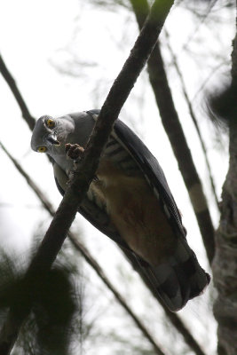 Pacific Baza (Aviceda subcristata)