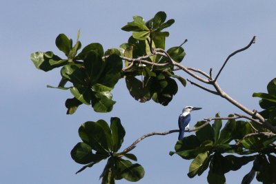 Beach Kingfisher (Todiramphus saurophagus)