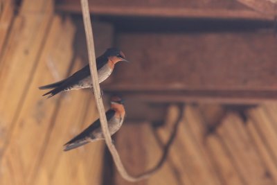 Pacific Swallow (Hirundo tahitica)