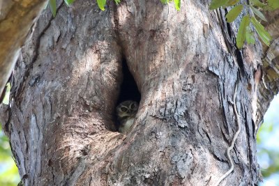 West Solomons Owl (Athene jacquinoti eichhorni)