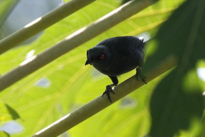 Singing Starling (Aplonis cantoroides)