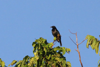 Brown-winged Starling (Aplonis grandis)