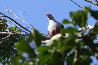 Red-knobbed Imperial Pigeon (Ducula rubricera)