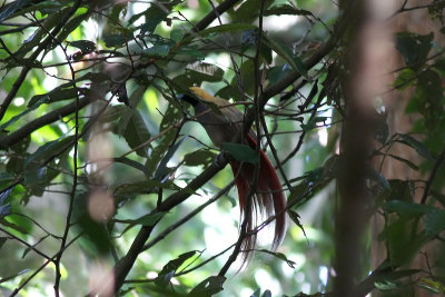 Goldie's Bird-of-paradise (Paradisaea decora)