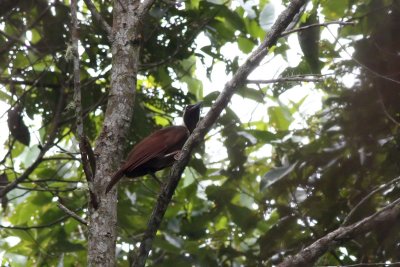 Emperor Bird-of-paradise (Paradisaea guilielmi)