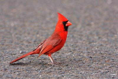 Cardinals & Grosbeaks