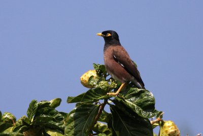 Common Myna (Acridotheres tristis)