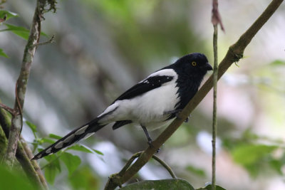 Magpie Tanager (Cissopis leverianus)