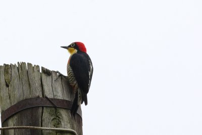 Yellow-fronted Woodpecker (Melanerpes flavifrons)