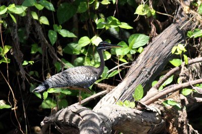 Sunbittern (Eurypyga helias)