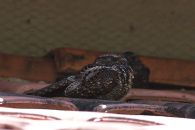 Blackish Nightjar (Caprimulgus nigrescens)