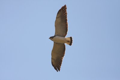 White-tailed Hawk (Buteo albicaudatus)