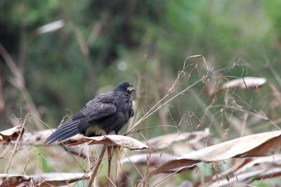 Snail Kite (Rostrhamus sociabilis)