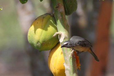 Greyish Saltator (Saltator coerulescens)