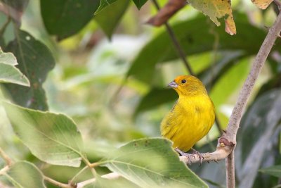 Saffron Finch (Sicalis flaveola)