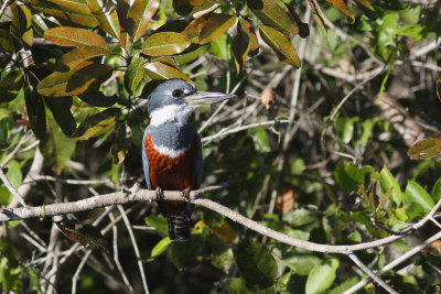 Ringed Kingfisher (Megaceryle torquata)