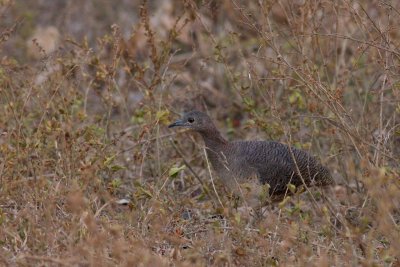 Undulated Tinamou (Crypturellus undulatus)