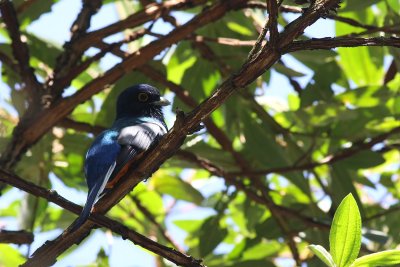 Surucua Trogon (Trogon surrucura)