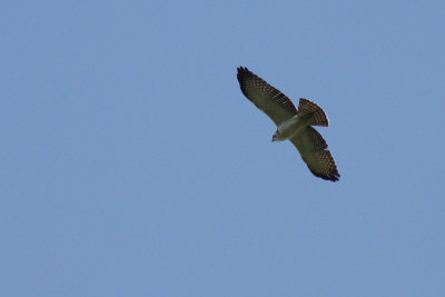 Short-tailed Hawk (Buteo brachyurus)