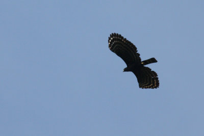 Black Hawk-Eagle (Spizaetus tyrannus)