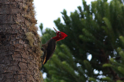 Robust Woodpecker (Campephilus robustus)
