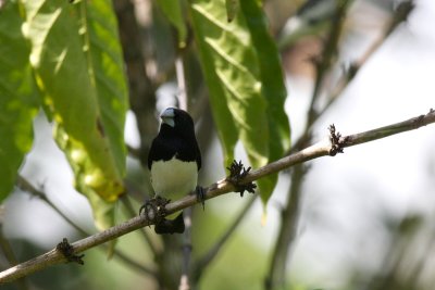 Black-and-white Mannikin (Spermestes bicolor)