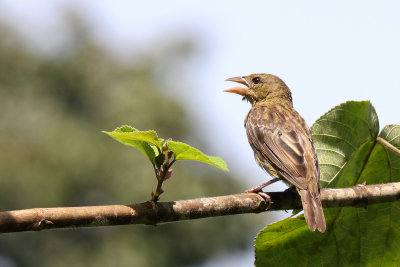 Vieillot's Black Weaver (Ploceus nigerrimus)