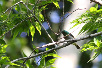 Grey-chinned Sunbird (Anthreptes rectirostris)