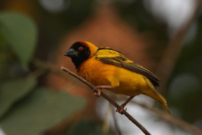 Village Weaver (Ploceus cucullatus)