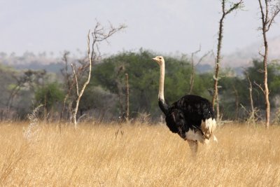 Common Ostrich (Struthio camelus)
