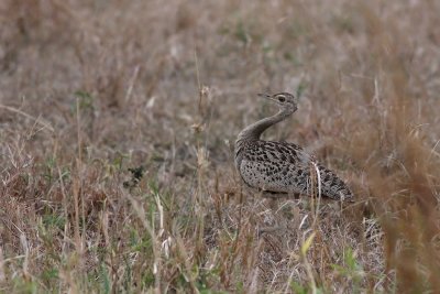 Black-bellied Bustard (Lissotis melanogaster)