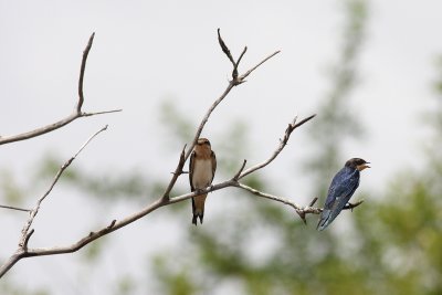 Ethiopian Swallow (Hirundo aethiopica)